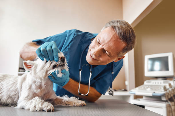  Livonia, LA Emergency Dentist Pros